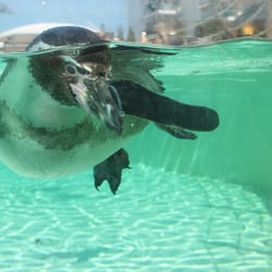 Pinguin Marineland Mallorca