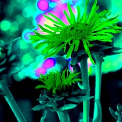 Phantasieblume