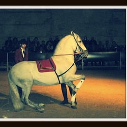 Dressiertes Reitpferd der span.Reitschule, Cordoba