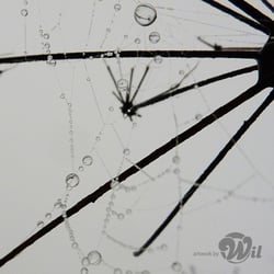 tropfengeweb