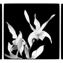 Orchidee Triptichon