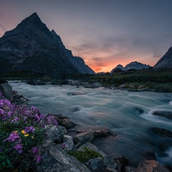 Arctic Flowers, Grönland