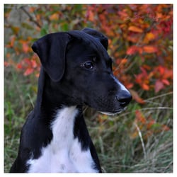 Hundeportrait