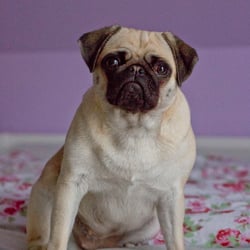 mensch und mops 7