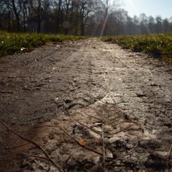 Roadwide aple leaf!