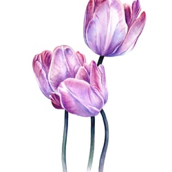 Tulpen, 2018, Aquarell auf Fabriano