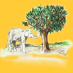 ein Elefant