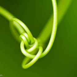 Blumenbild (20 von 60)