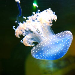 Jellyfish