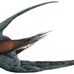 Mauersegler