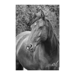 Lusitano