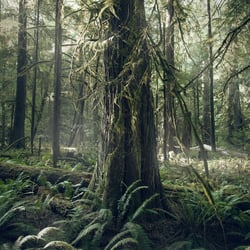Redwoods