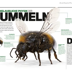 Physik der Hummel / Illustration für Welt der Wunder