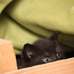 Cat Bella