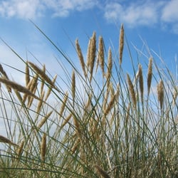 Dünengras