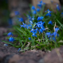 Pflanzen und Naturportraits