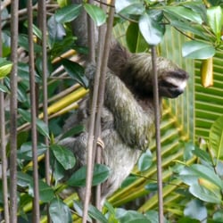 Panama – Wildlife