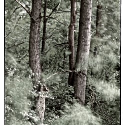 Waldesrauschen
