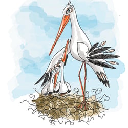 Storch/Stork