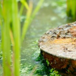 Botanischer Garten