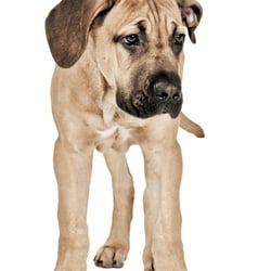 Animalisch gut