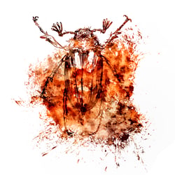 cockchafer