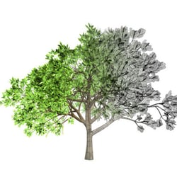 COOP Denmark Growing Tree Animation