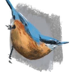 Kleiber || nuthatch