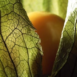 Physalis