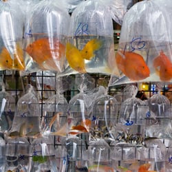 Hongkong Fischmarkt