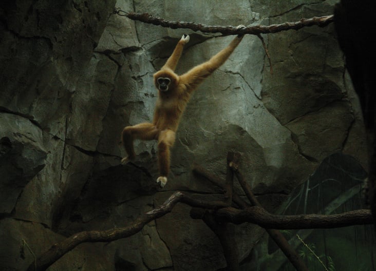 Weißhandgibbon, Kölner Zoo