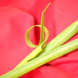 Food Photography 2012