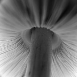 pilz welt21