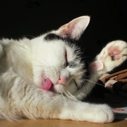 Bastet the Cat 2012 No. 09
