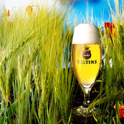 veltins