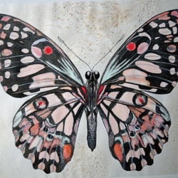 Schmetterling