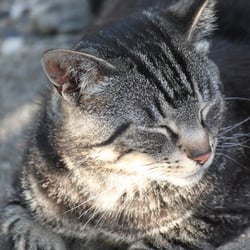 Cat Juli 2014 © by Dina.T