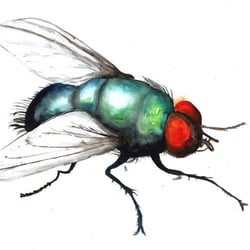 Fliege 240177