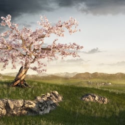 Cherry Tree – TiefenWerft