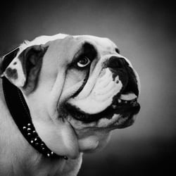 Englische Bulldogge