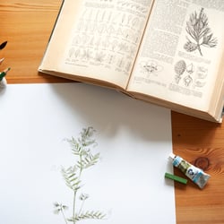 Illustration / Alina Esken