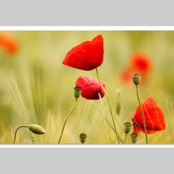 Makrofotografie
