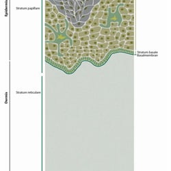 Epidermis Zellschichten