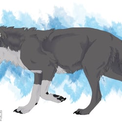 Off-White Wolf Raigho