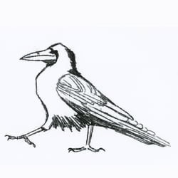 Krähe