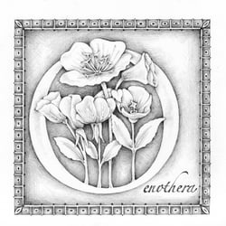 O = Oenothera