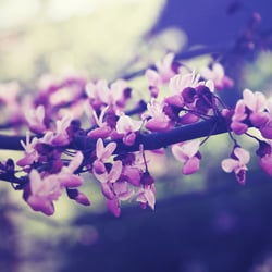 Naturfotografie – Chinesischer Judasbaum (Cercis chinensis)