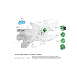 Amoeba proteus / unsichtbare Details