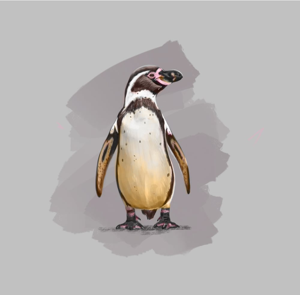 Humboldt Pinguin
