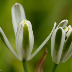 Blumenbild (24 von 60)